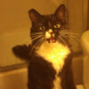 Meet your Posher, Roshelle